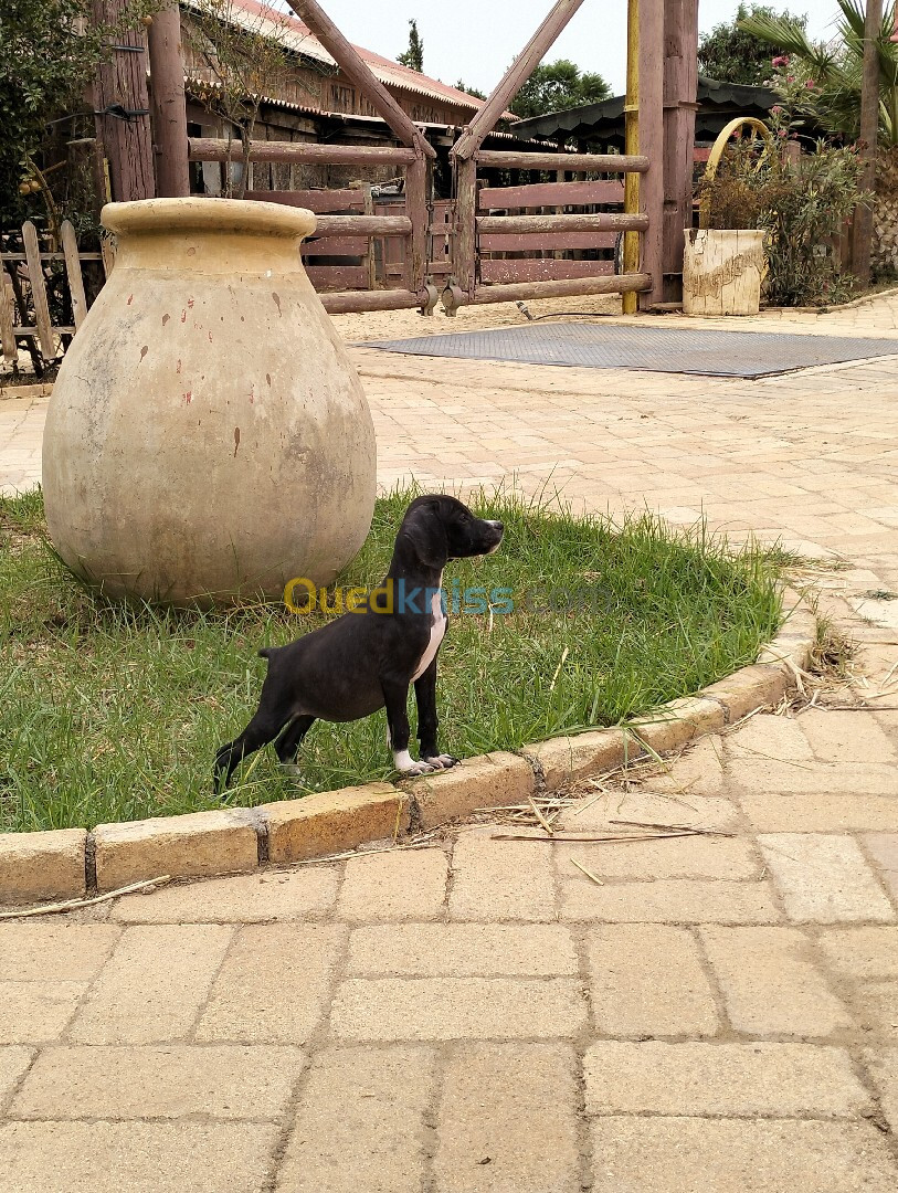 Chien pointer anglais vrai race