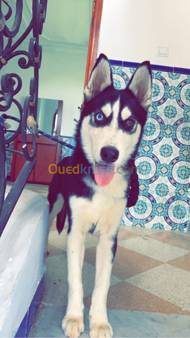 Chiot Husky siberien 