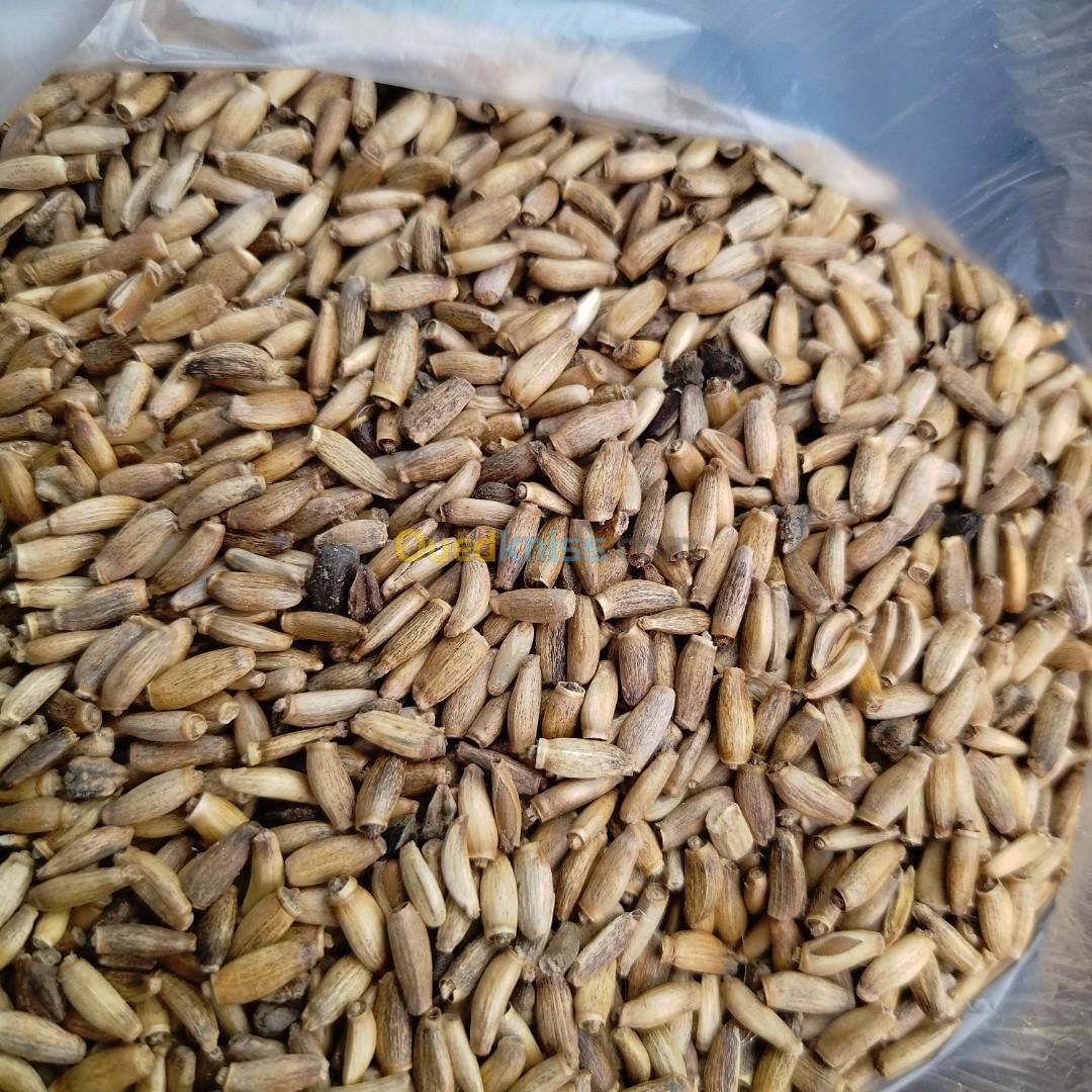 Grains chardon marie بذور شوك الجمل 