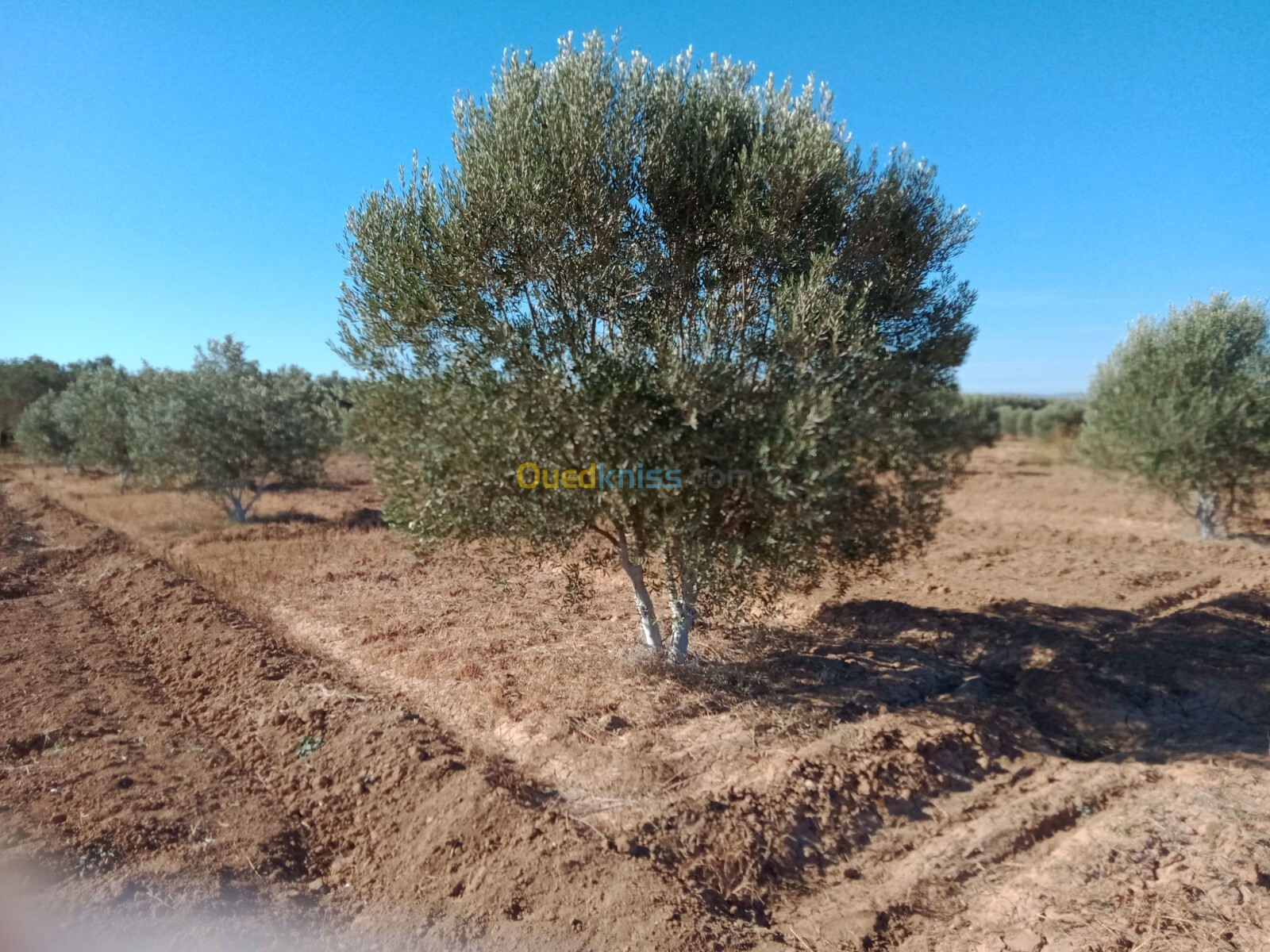 Vente Terrain Agricole Oran Oran