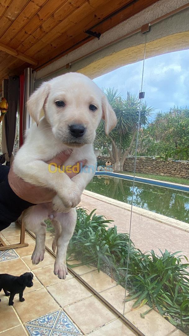 Chiots Labradors à vendre