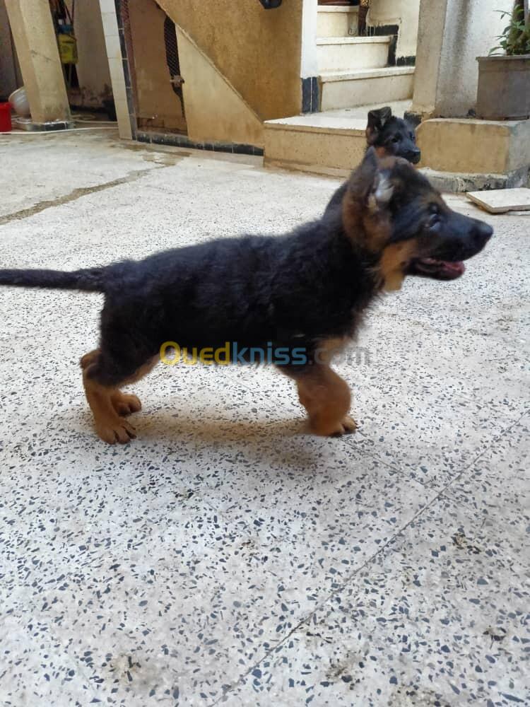 BERGER ALLEMAND CHIOTS