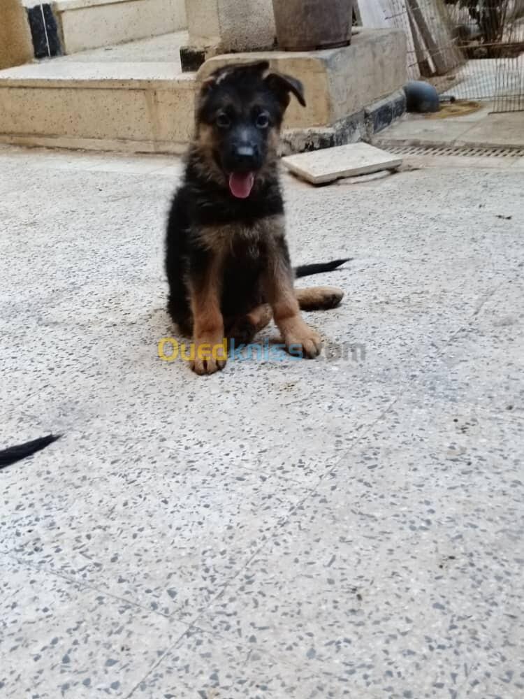 BERGER ALLEMAND CHIOTS