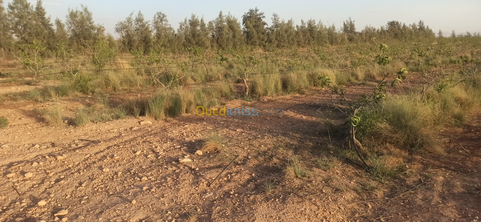 Vente Terrain Agricole Djelfa Ain oussara