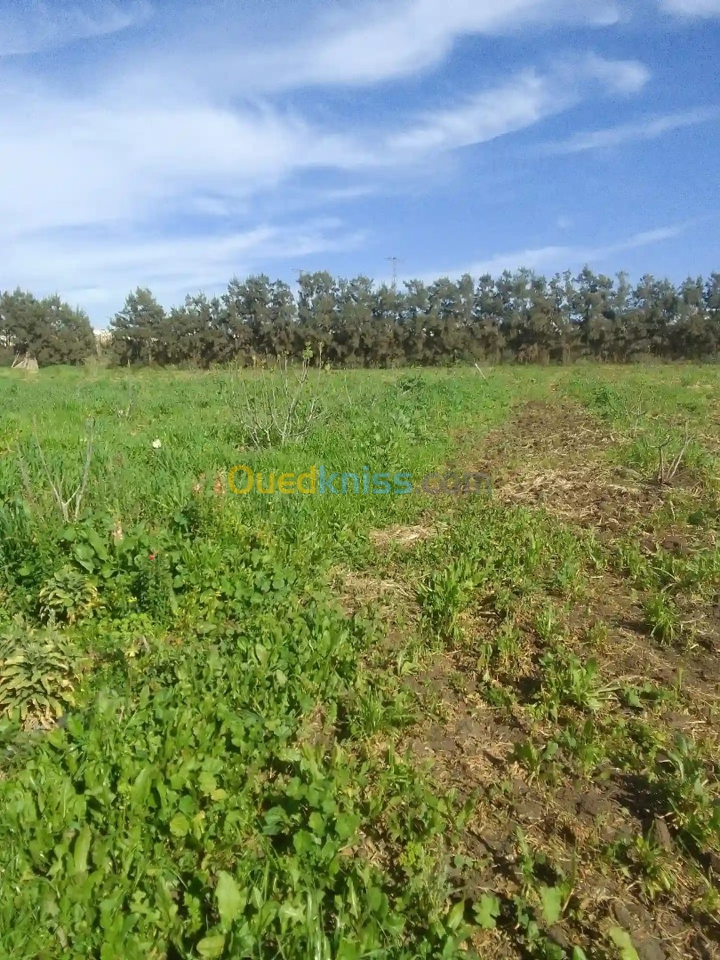 Location Terrain Agricole Alger Ouled fayet