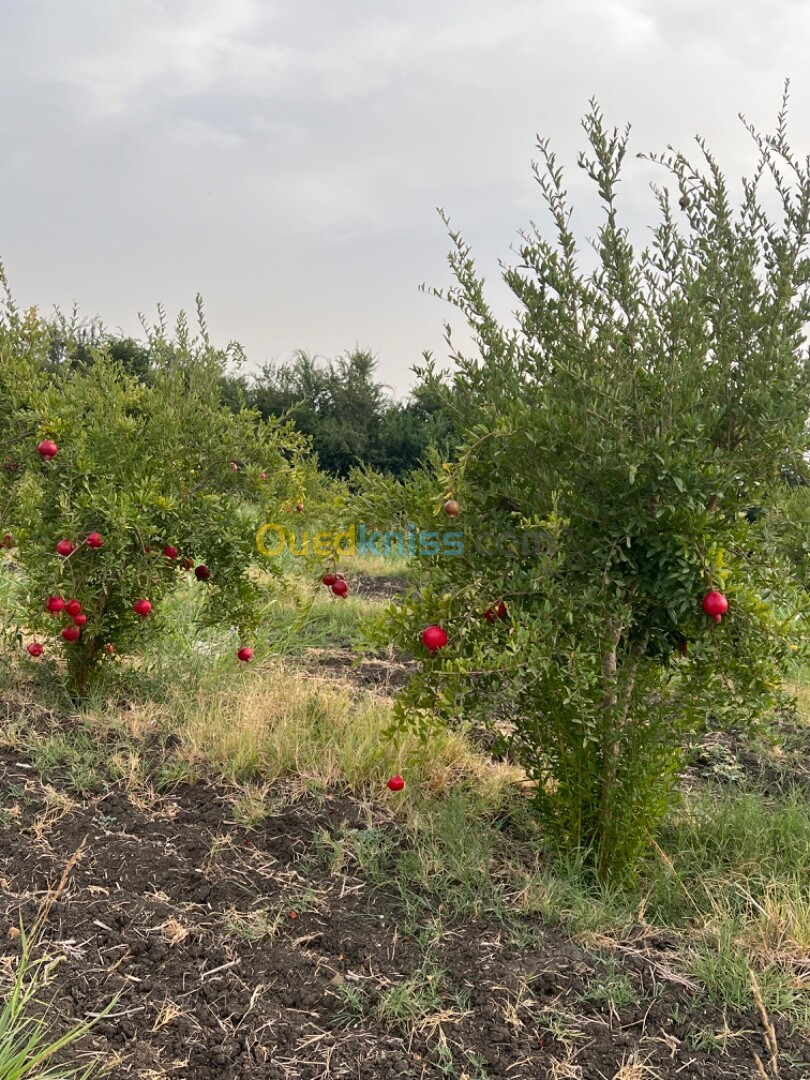 Vente Terrain Agricole El Tarf Zerizer