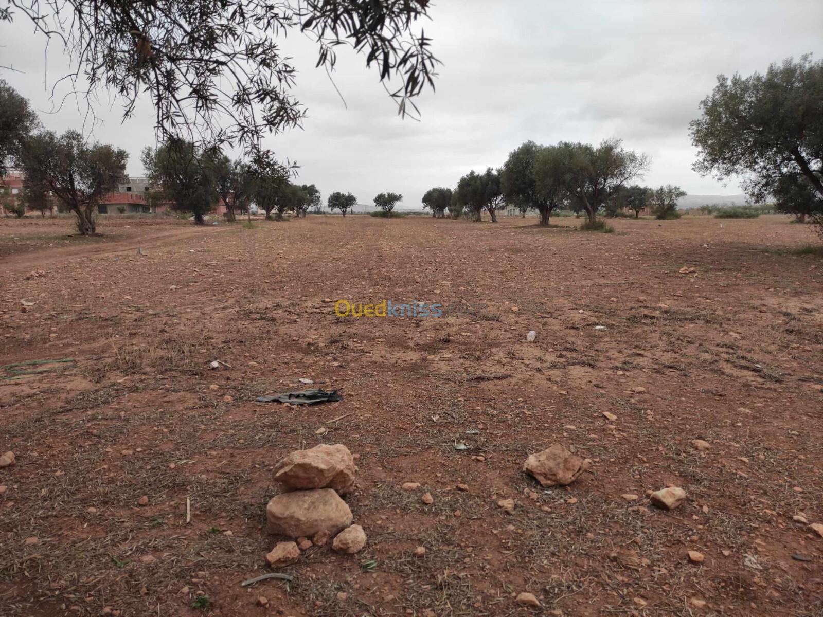 Vente Terrain Tlemcen Nedroma