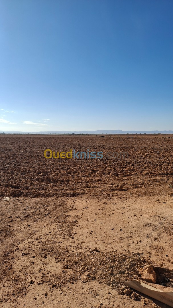 Vente Terrain Agricole Djelfa Ain oussara