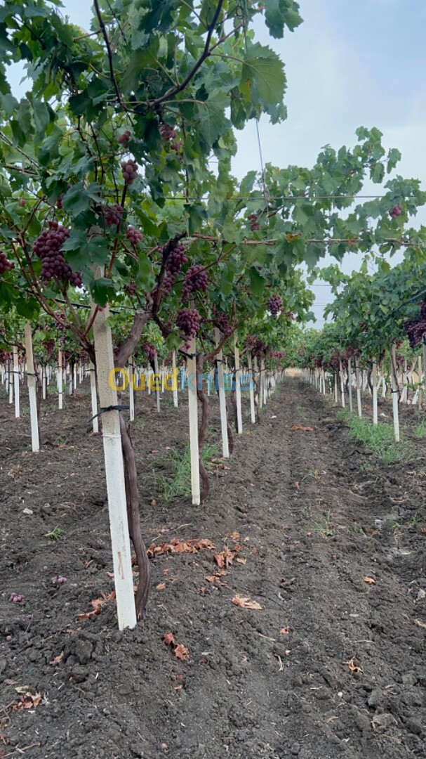 Vente Terrain Agricole El Tarf Zerizer