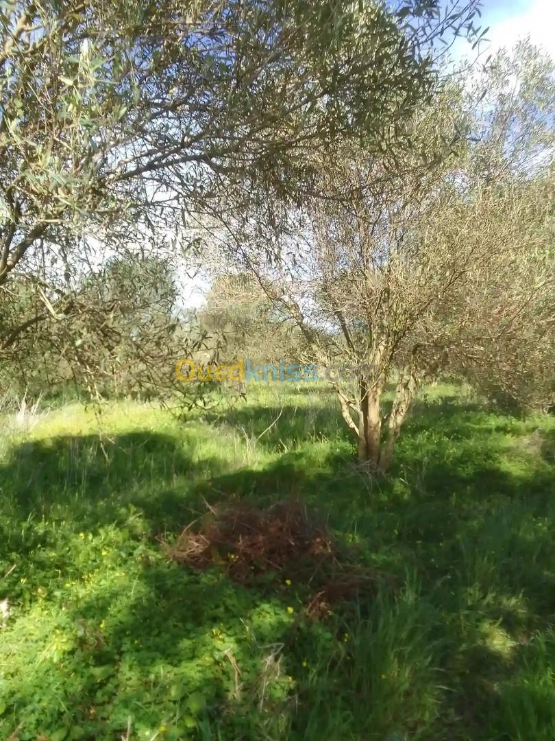 Location Terrain Agricole Alger Ouled fayet