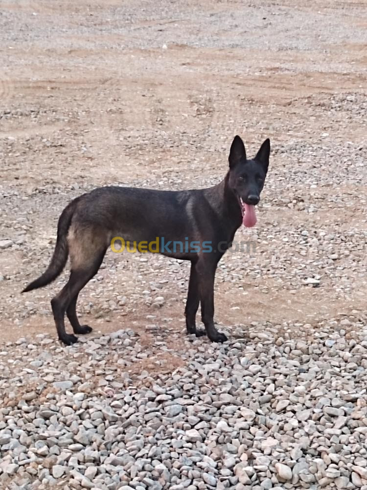 Malinois charboni 