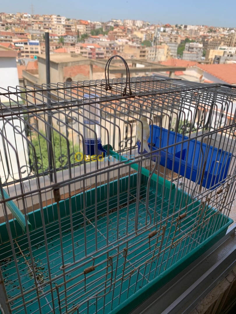 Canari avec la cage