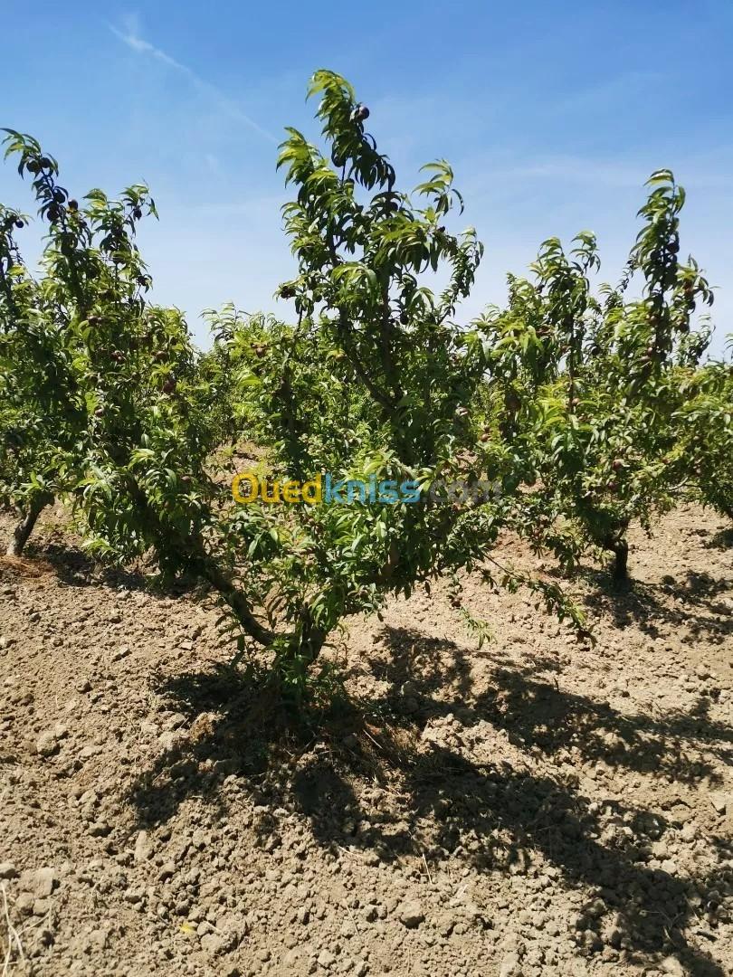 Vente Terrain Agricole Tipaza Sidi rached