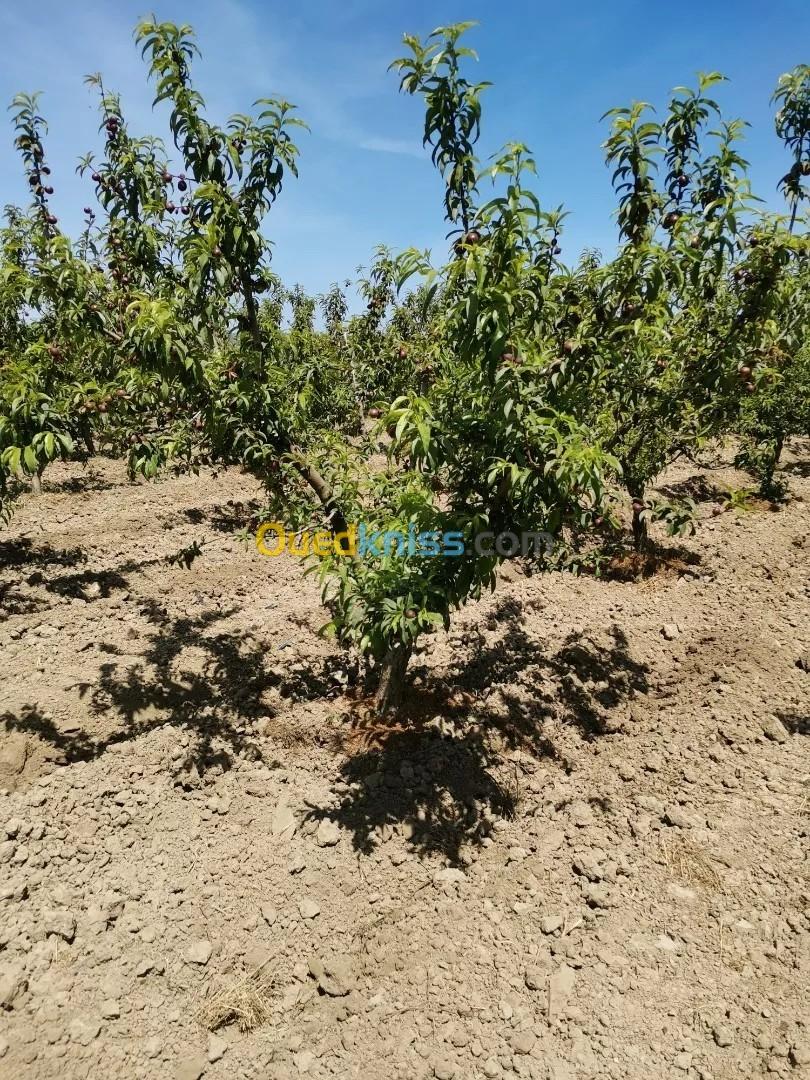 Vente Terrain Agricole Tipaza Sidi rached