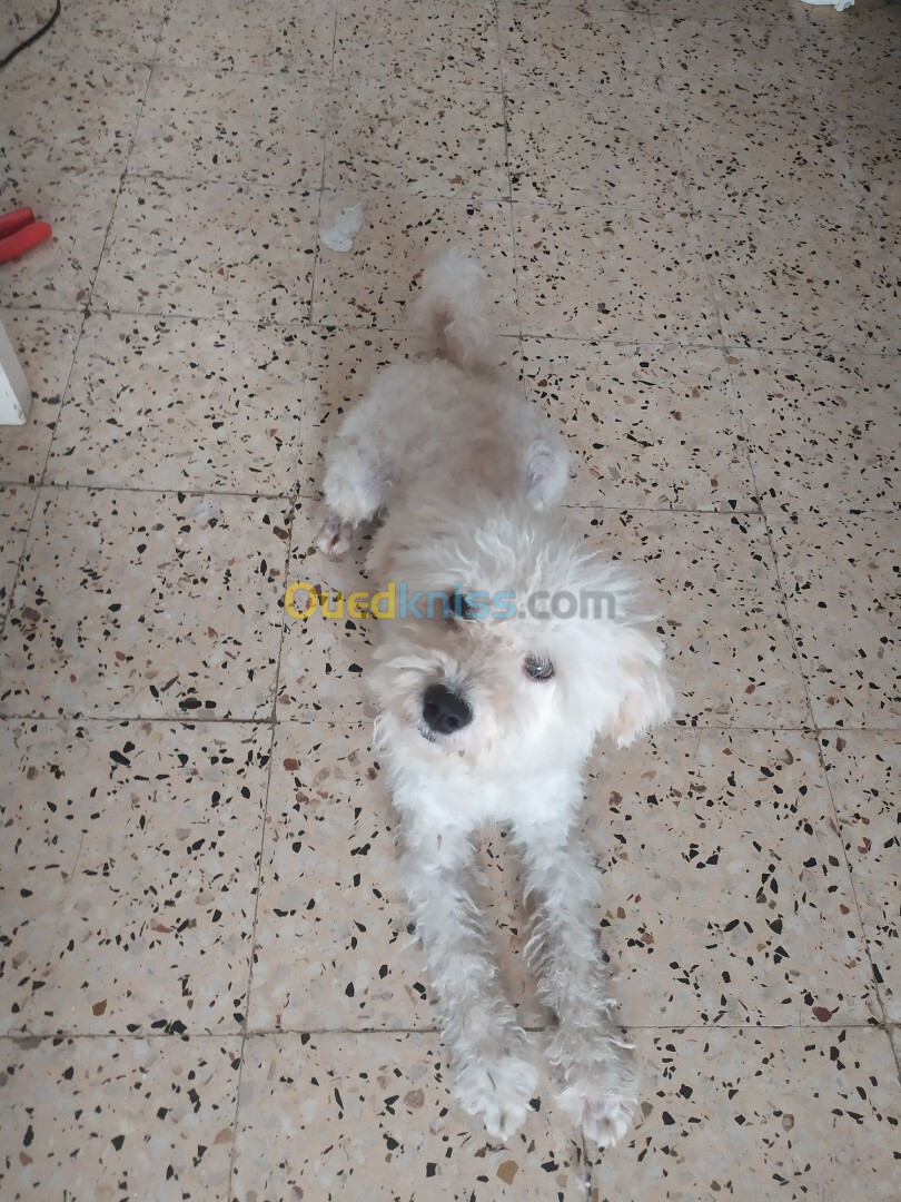 Caniche bichon male rass Espagnole 