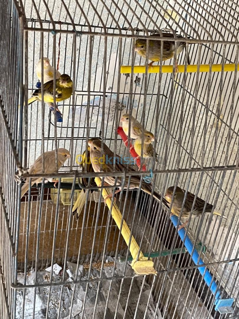 Canari agate et argaiete a vendre 