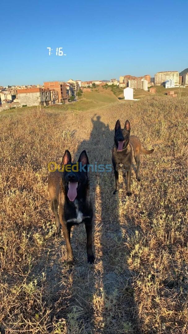 Chiot mâle malinois 