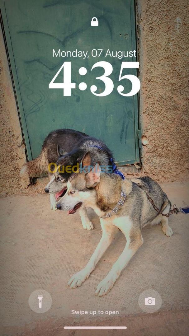 husky couple sibérien سومة شابة