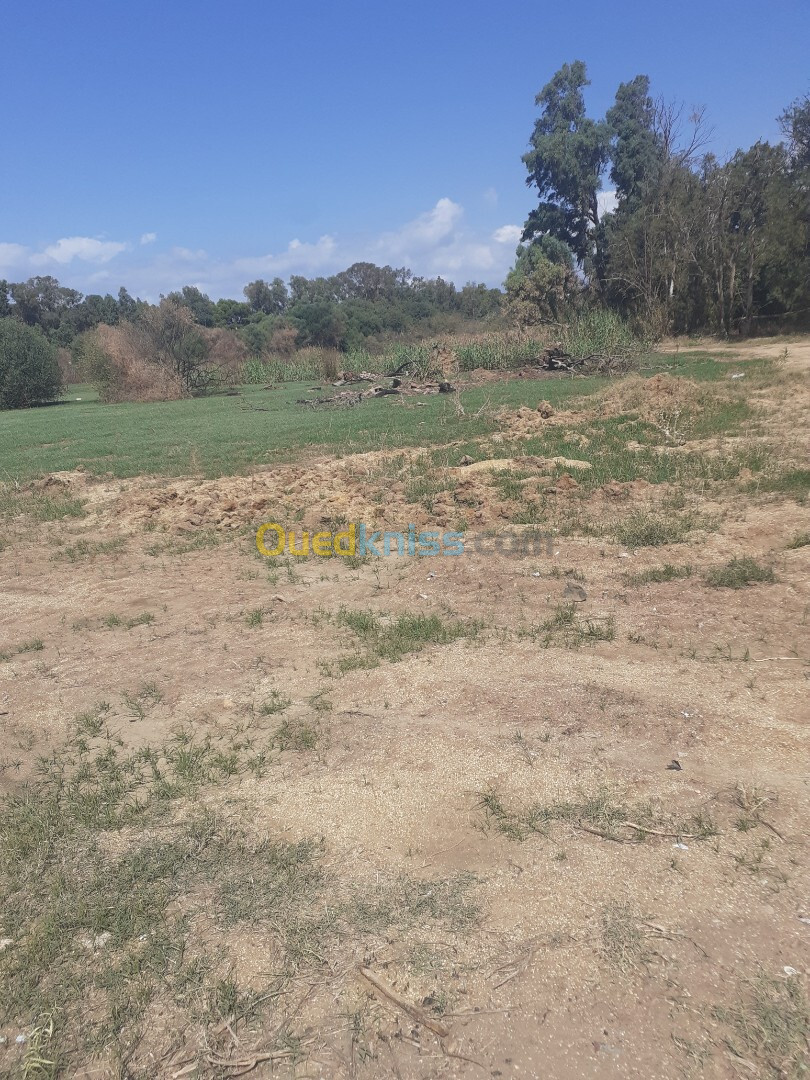 Vente Terrain Alger Bordj el kiffan