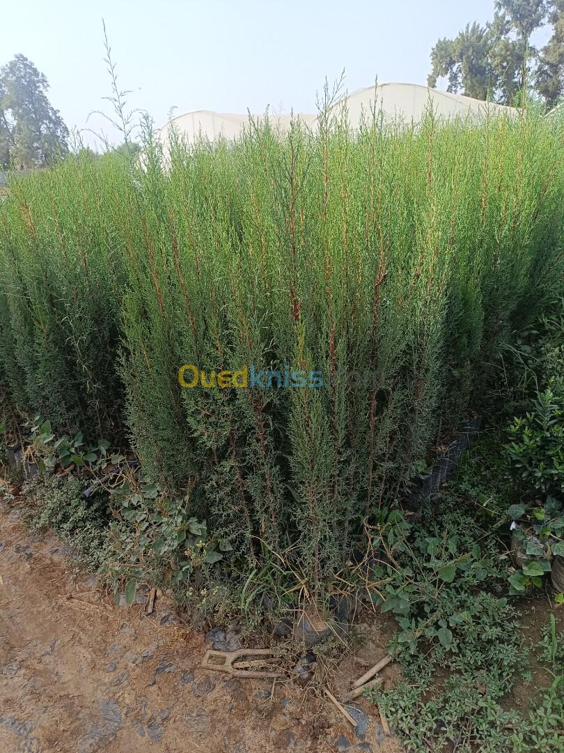 Cyprès et casuarina اشجار التسييج 