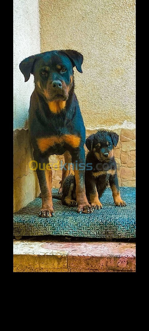 Rottweiler 