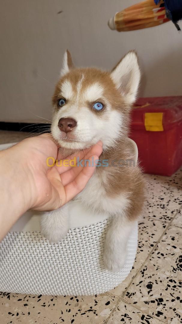 Husky sibérien 