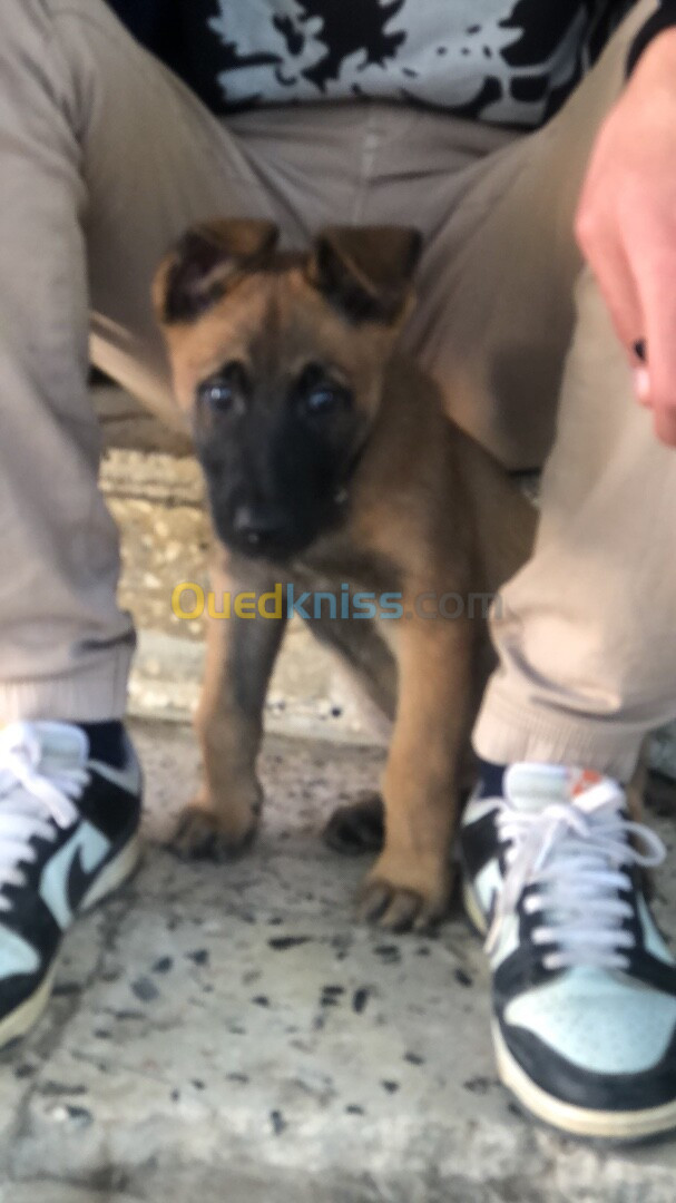 Berger belge malinois 