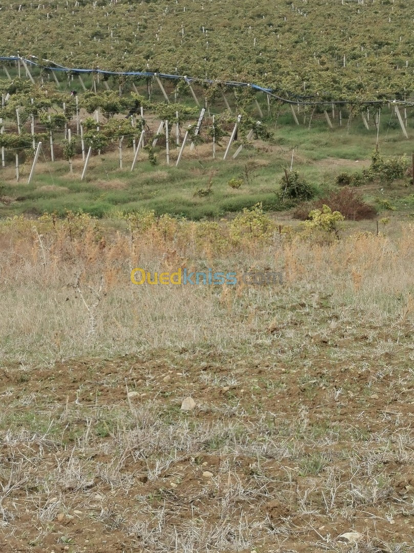 Cherche achat Terrain Agricole Boumerdès Bordj menaiel