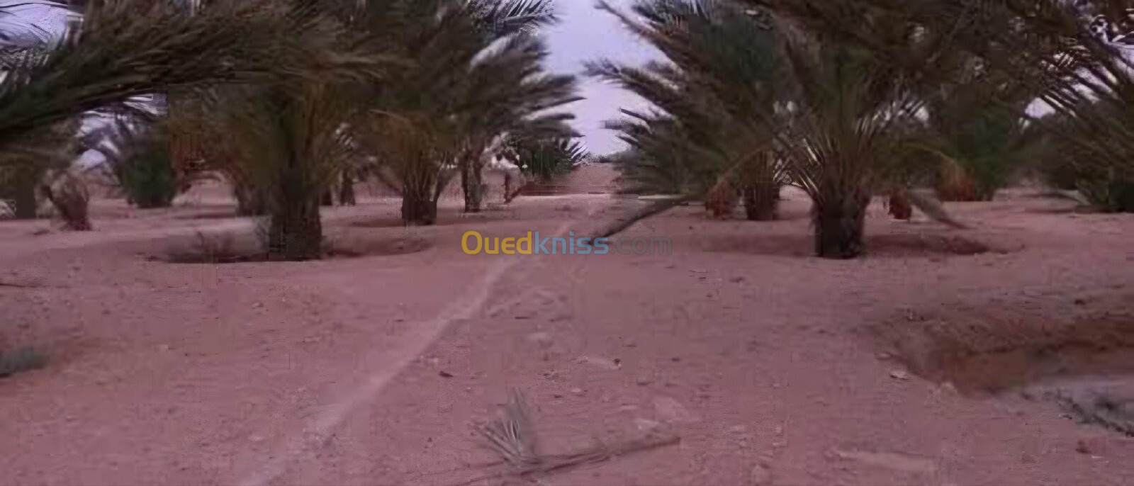 Vente Terrain Agricole Biskra Biskra