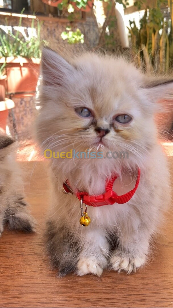 Chaton Femelle persan himalayenne 