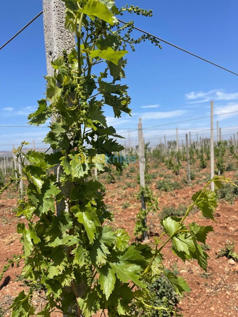 Vente Terrain Agricole Aïn Témouchent 