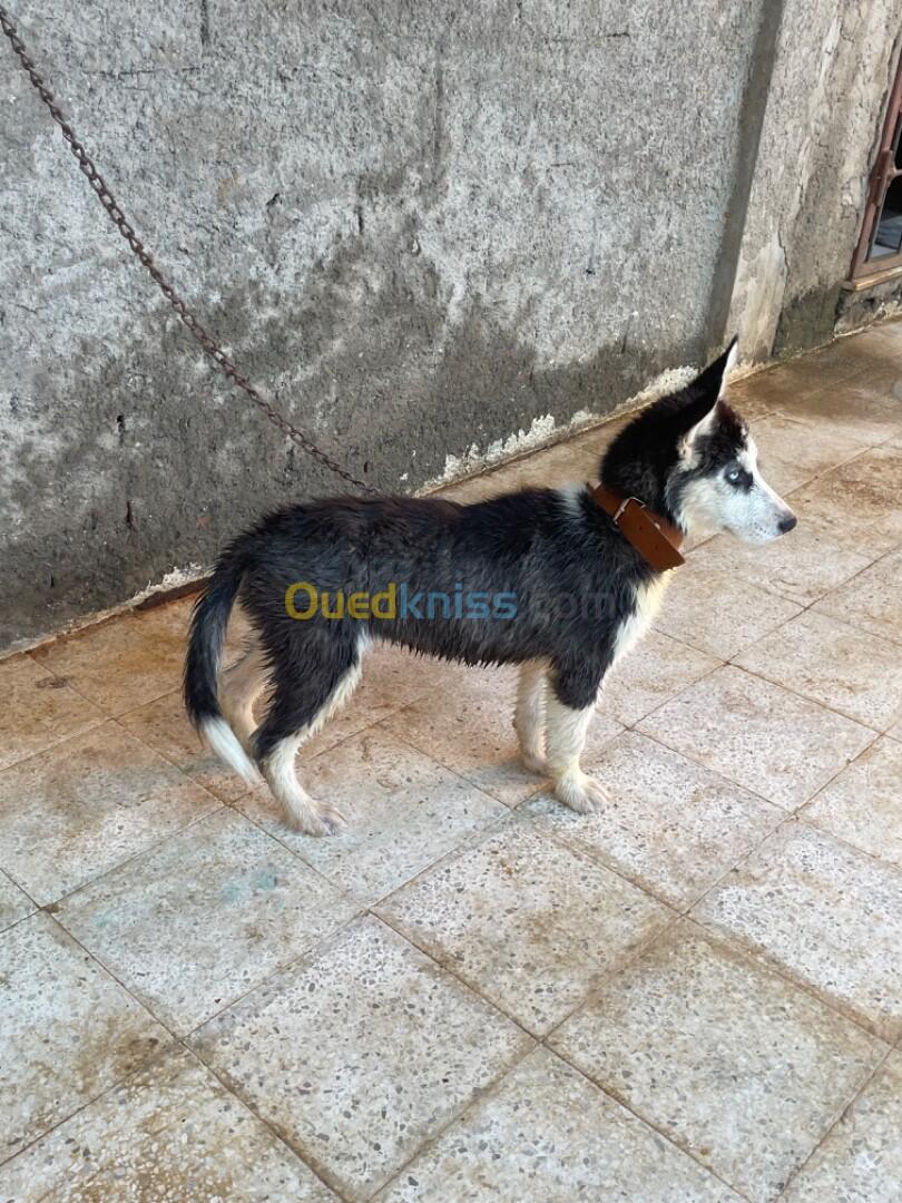 Husky sibérien femelle 