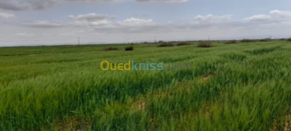 Vente Terrain Djelfa Hassi bahbah