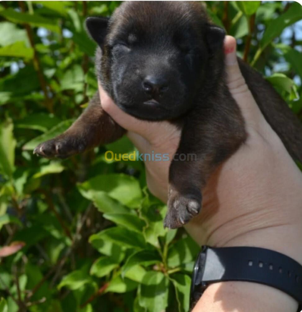 Bébé malinois charbonnier 