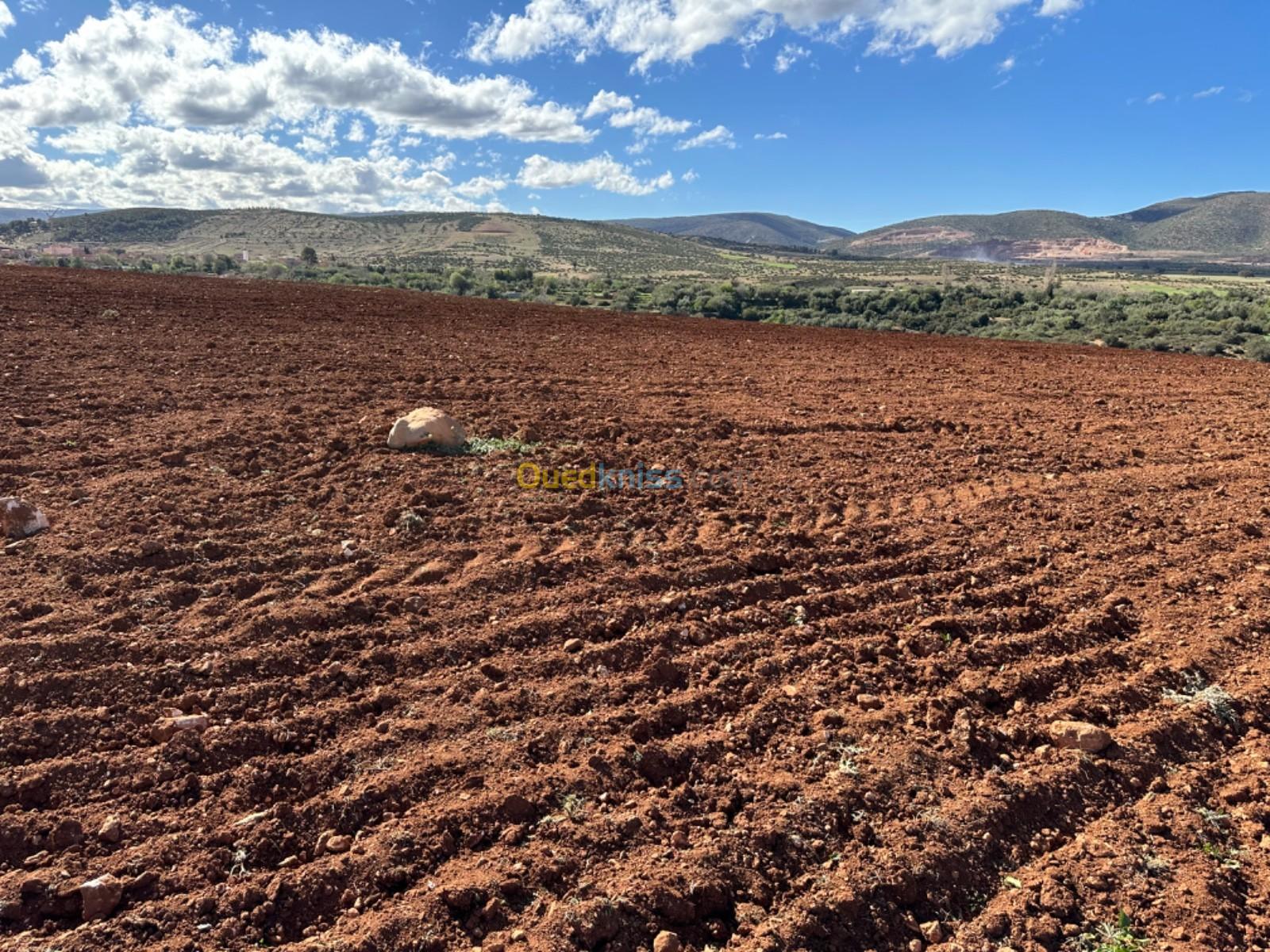 Vente Terrain Agricole Tlemcen Oued chouli