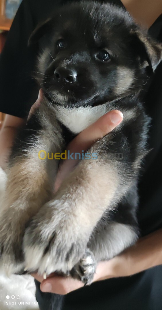 Disponible 2chiot husky croisé berger   mâle /femelle