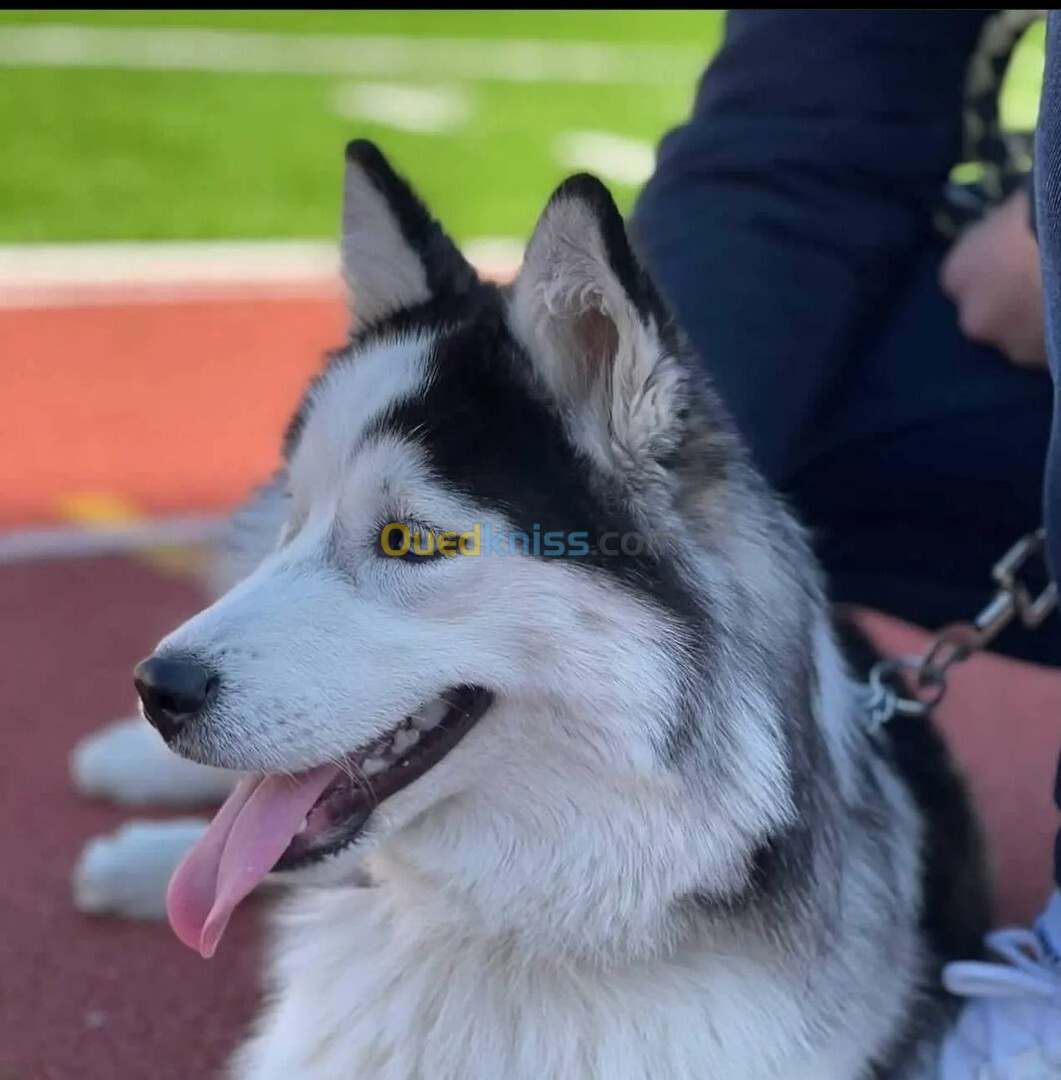 Husky 3 ans femelle 