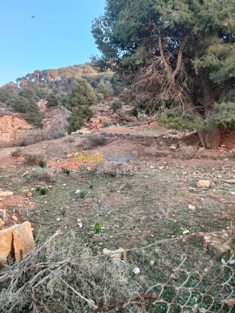 Vente Terrain Tlemcen Tlemcen