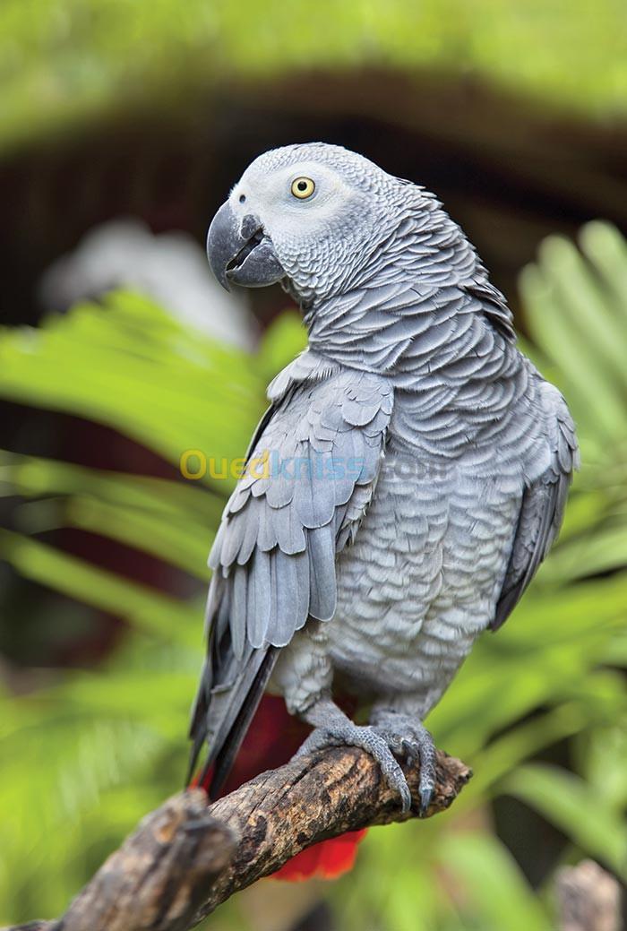 Gris du Gabon ببغاء الأفريقي 