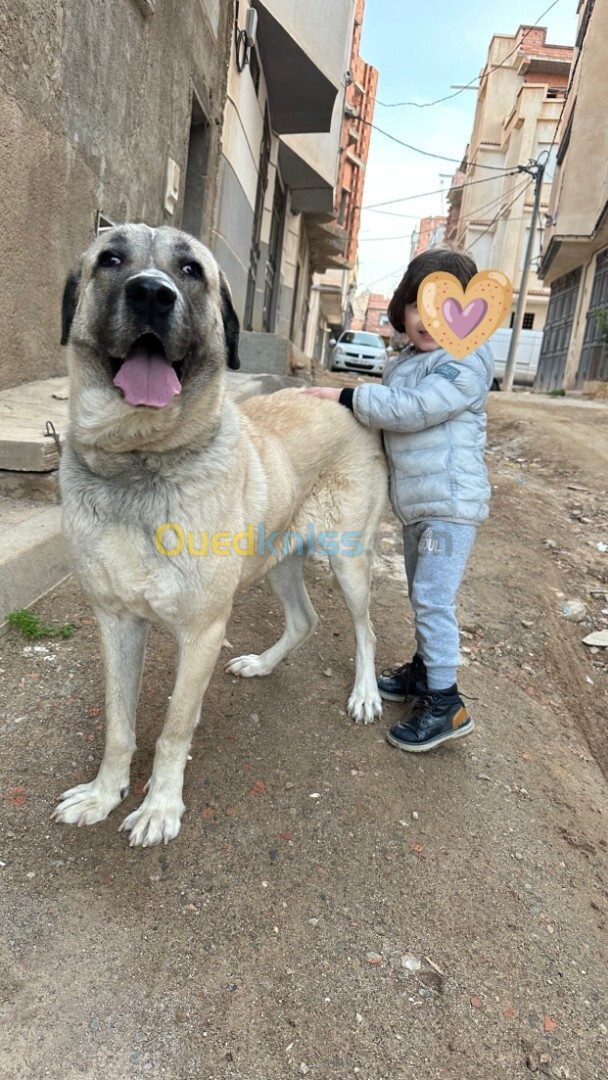 Chiot kangal femelle 