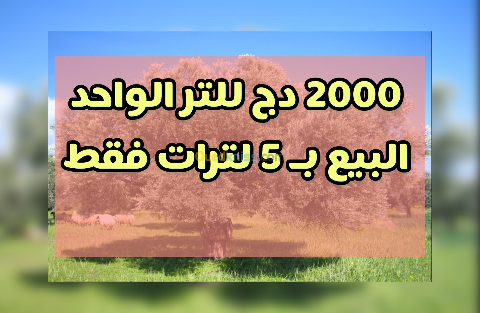 زيت الزيتون جيجل 