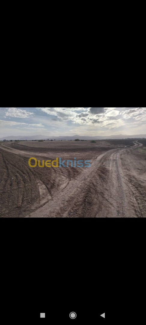 Vente Terrain Agricole Aïn Témouchent Oued sabah