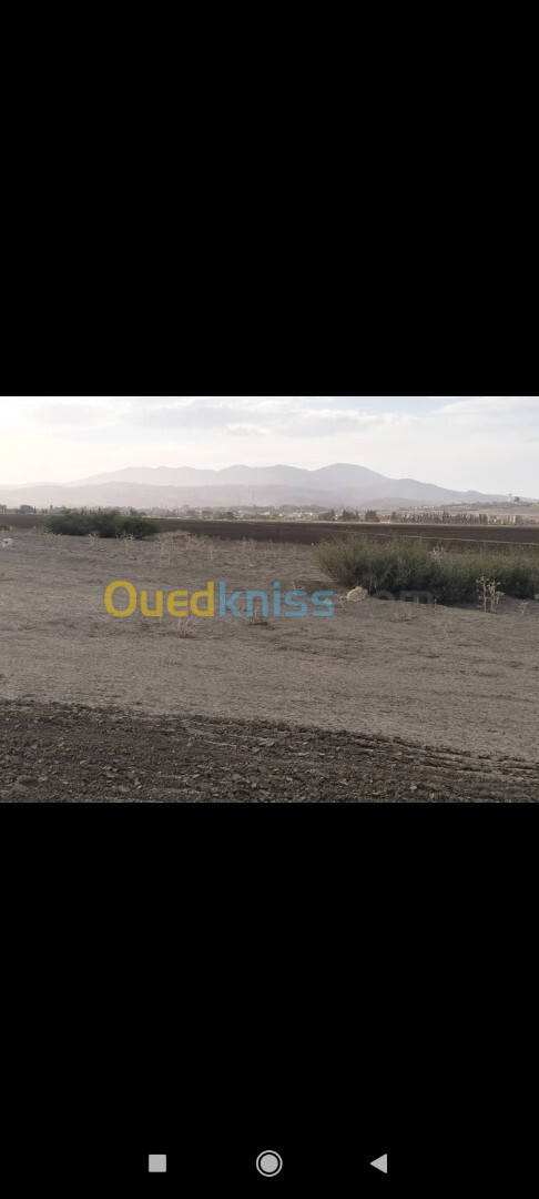 Vente Terrain Agricole Aïn Témouchent Oued sabah