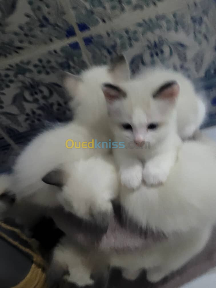 Vends bébé Ragdolls pur race 