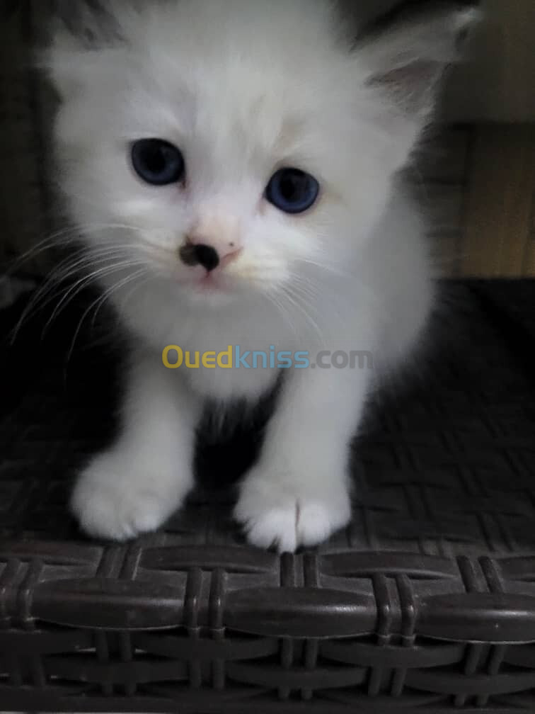 Vends bébé Ragdolls pur race 