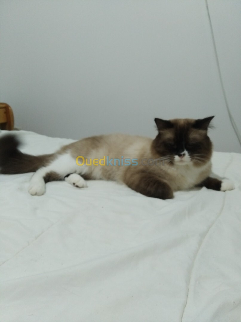 Vends couple de Ragdolls pur race 