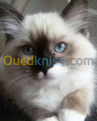 Vends couple de Ragdolls pur race 