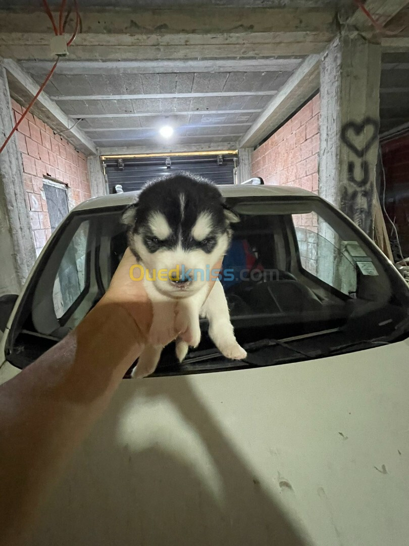 Chiot husky pure sang  à vendre