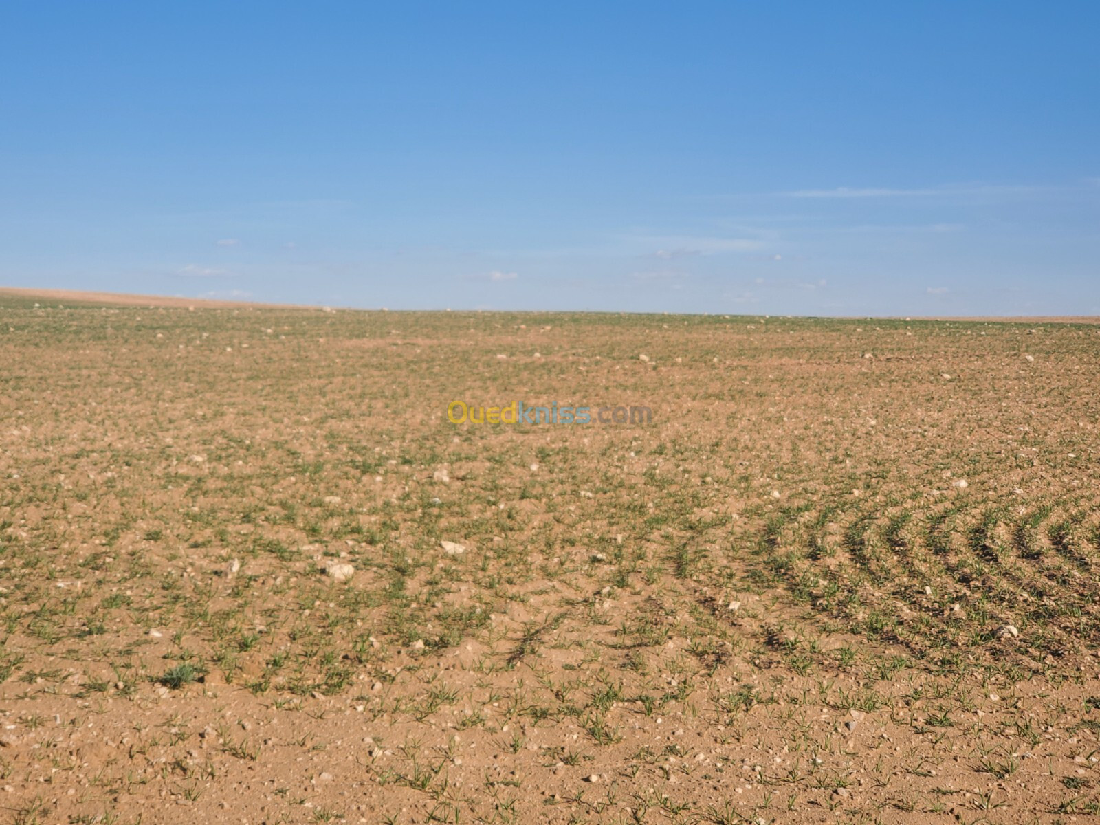 Vente Terrain Agricole Djelfa Birine