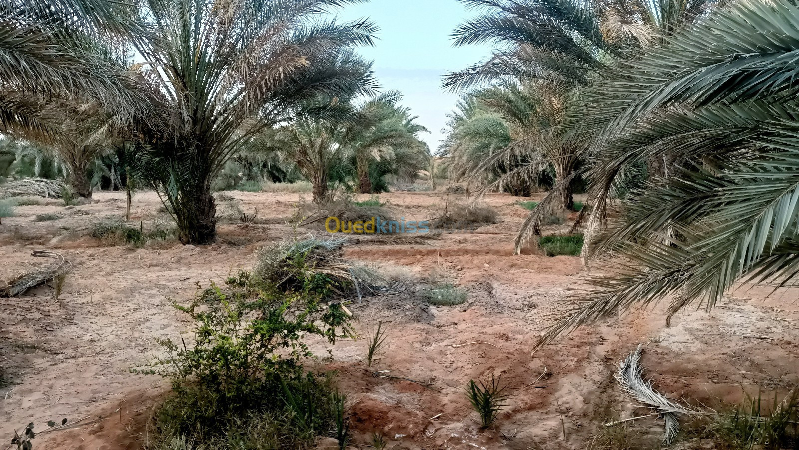 Vente Terrain Agricole Ouargla Ngoussa